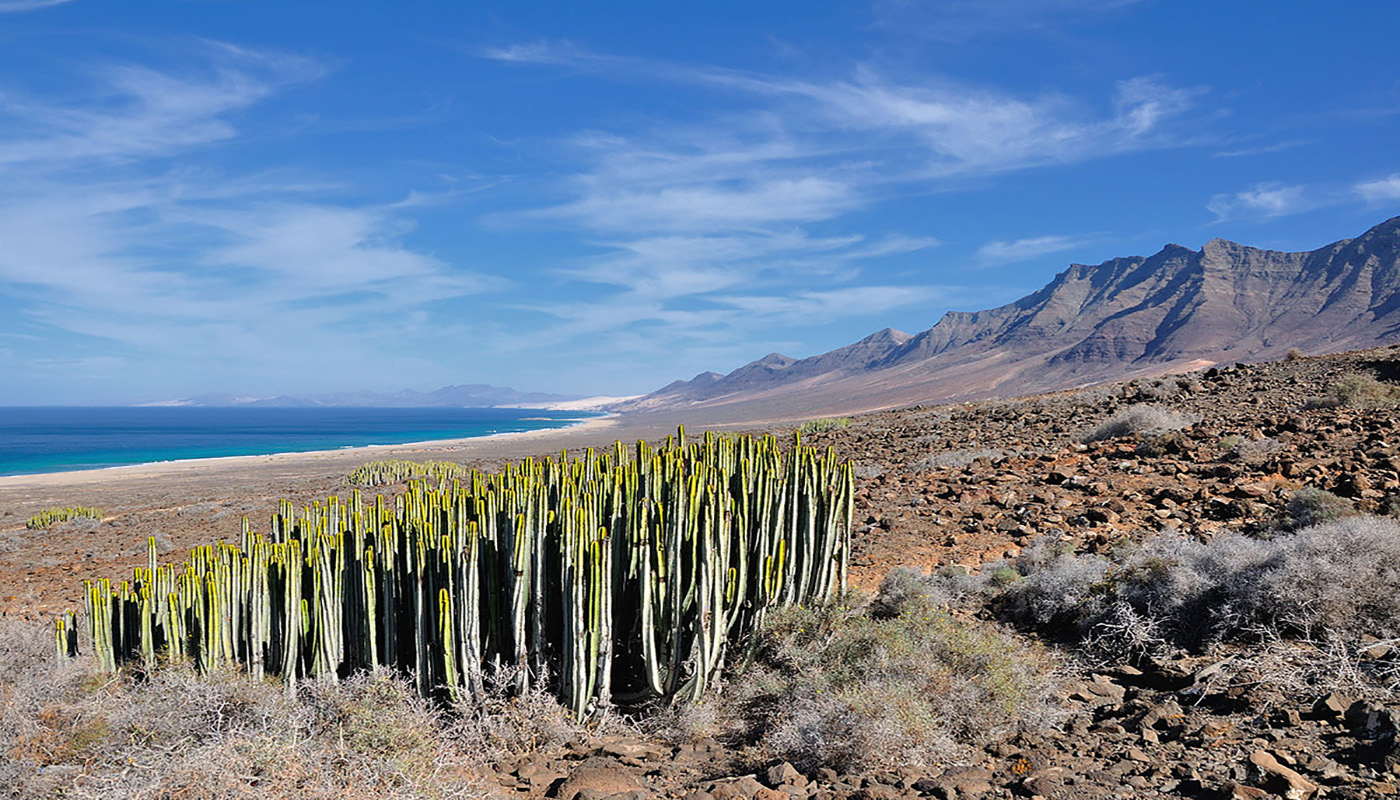 Canary Island spurge in Fuerteventura