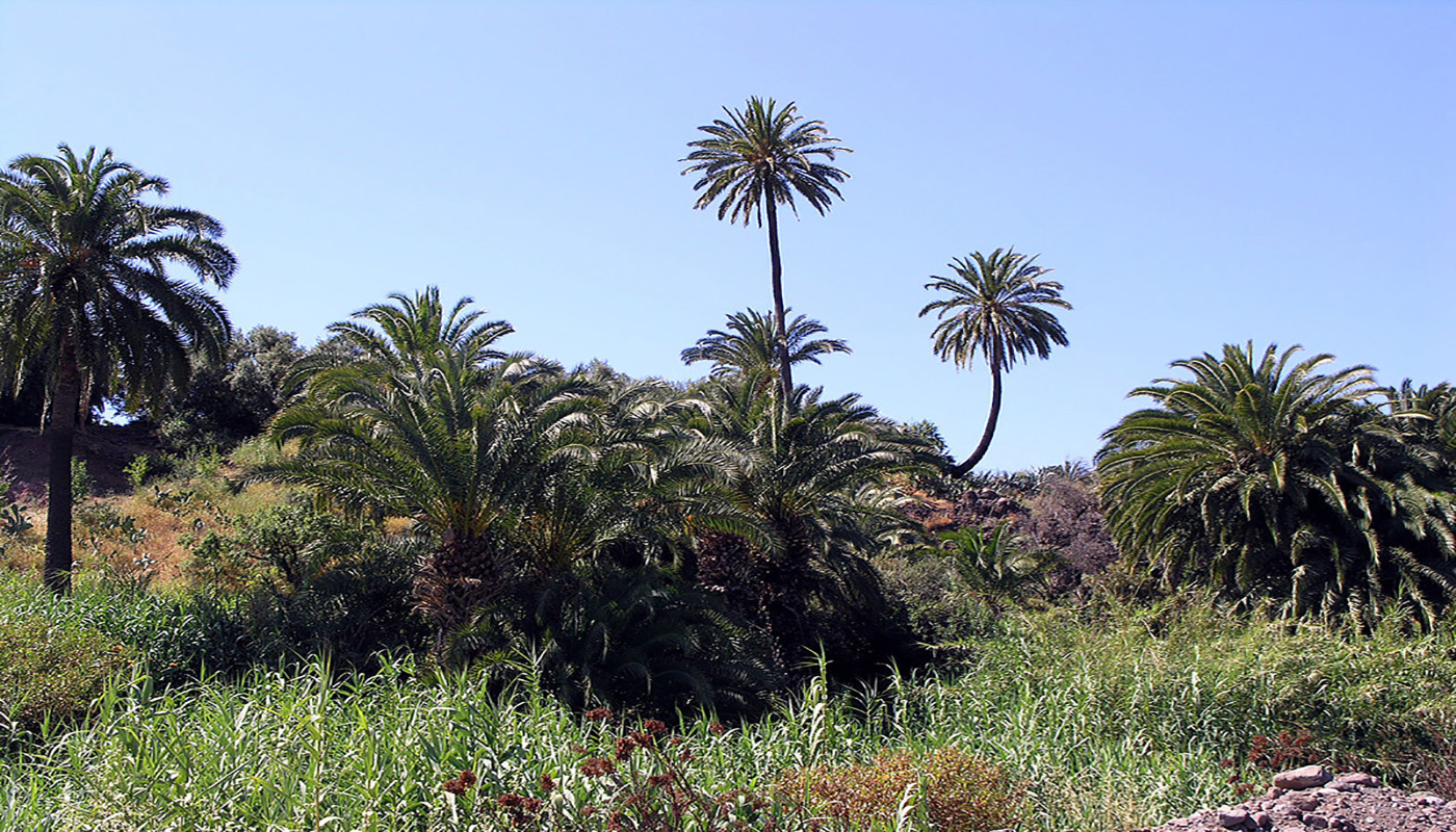 Exuberancia norteafricana de Canarias