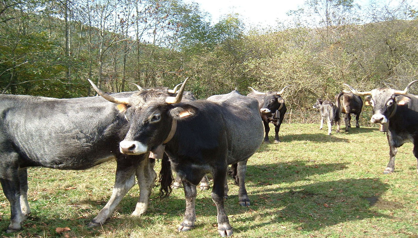 La Tudanca, vache de race locale, très adaptée à la vie en montagne