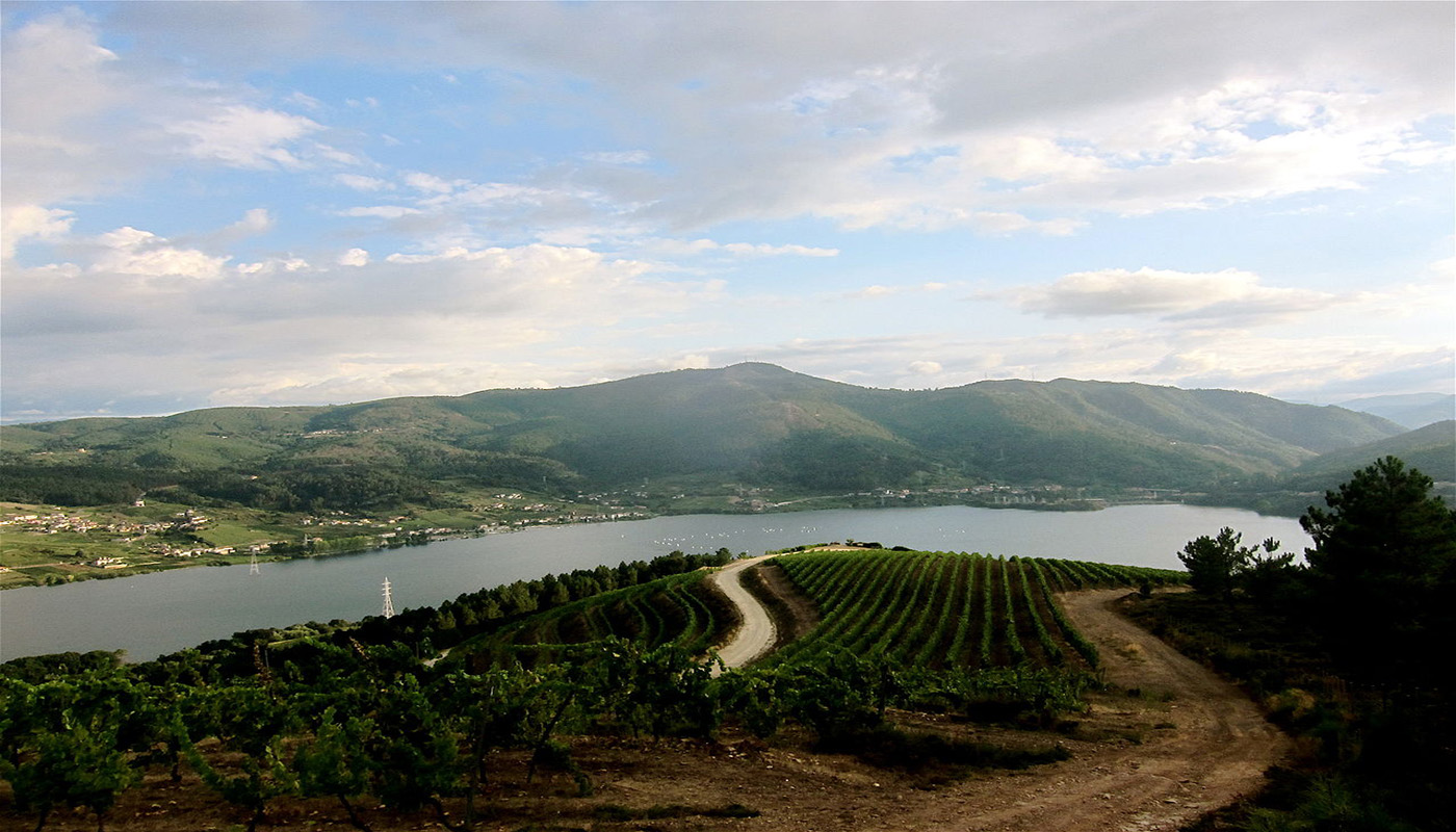 Vineyards in the northwest Spanish wine region of Galicia.