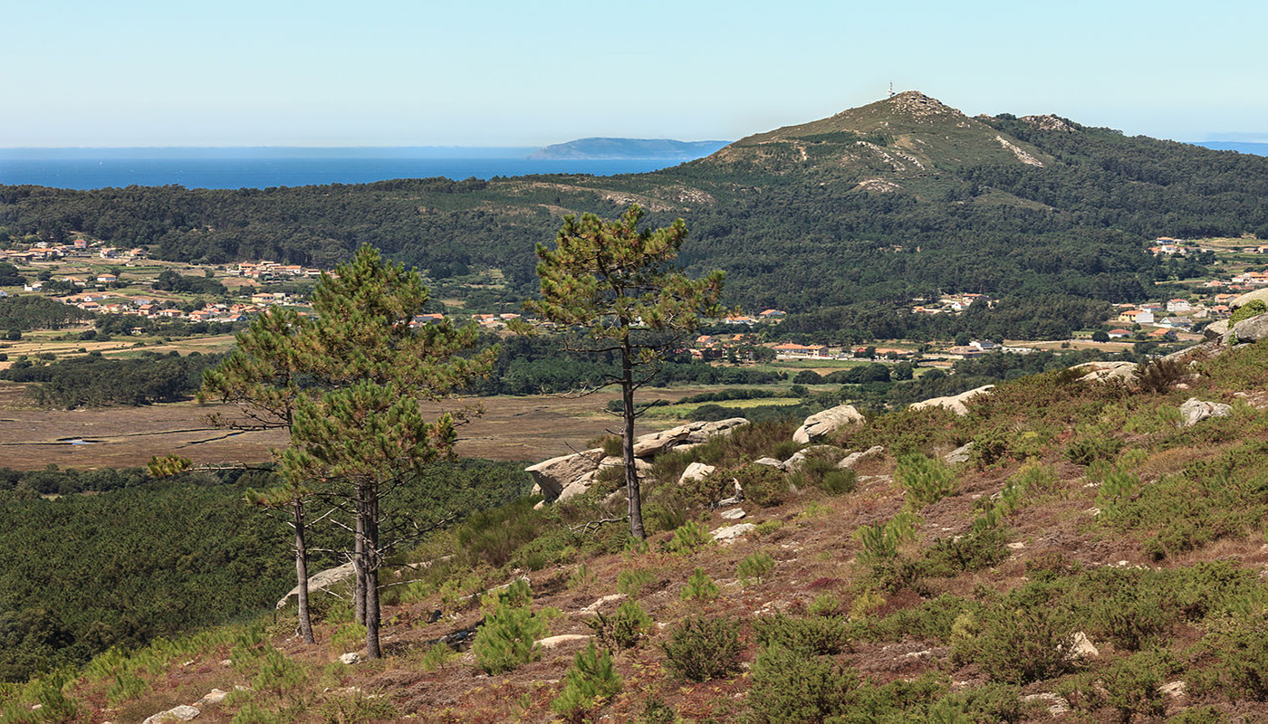 Pinus pinaster, Ribeira