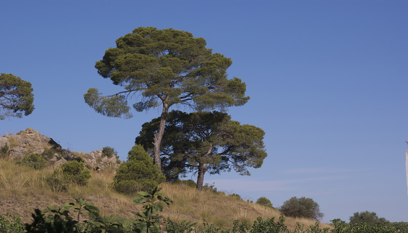 Pinus halepensis, Campos de Yecla