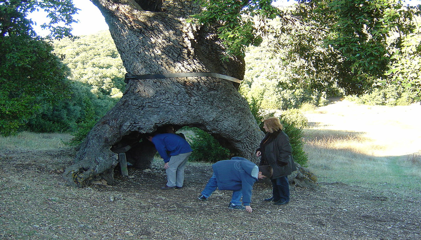 Steineiche in Mendaza