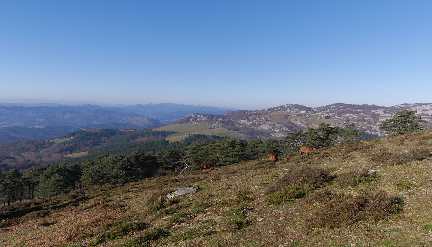 Landschaft im Baskenland, vom Saibigain aus gesehen. Frei grasende Pferde. Vizcaya