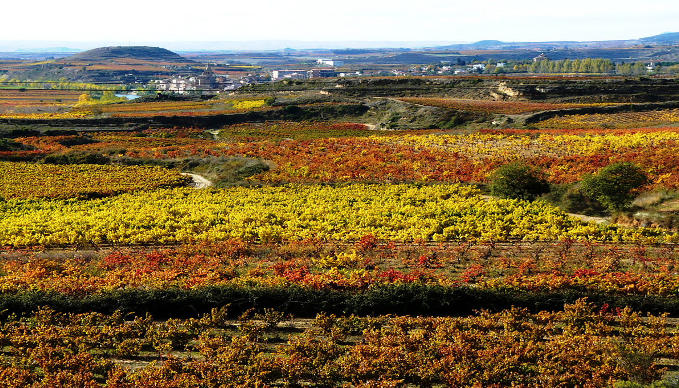 Vineyards in Briñas